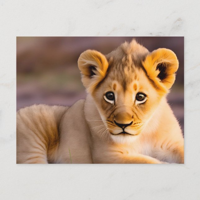 Cartão Postal Leão-bebê deitado na grama (Frente)