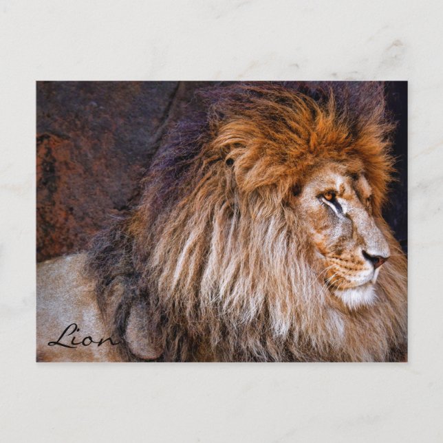 Cartão Postal Leão [Cartão Postal] ポ ス ト Equipe カ (Frente)