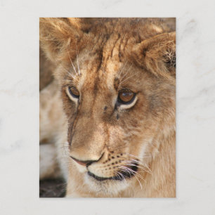 Cartão Postal Leão Cub