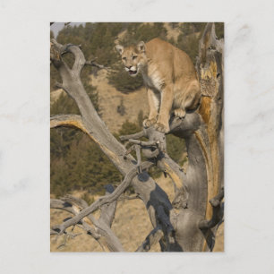 Cartão Postal Leão-da-montanha, também conhecido como puma, coug