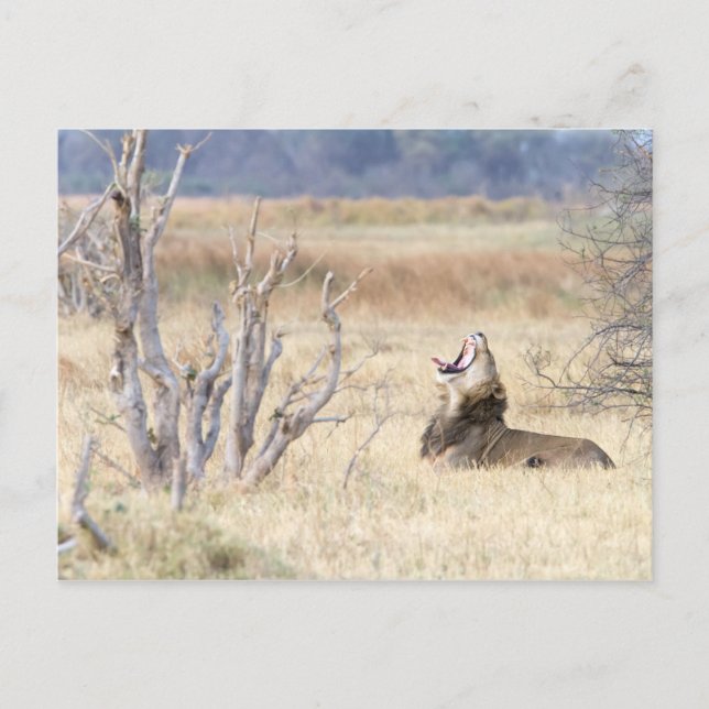 Cartão Postal Leão de bocejo (Frente)
