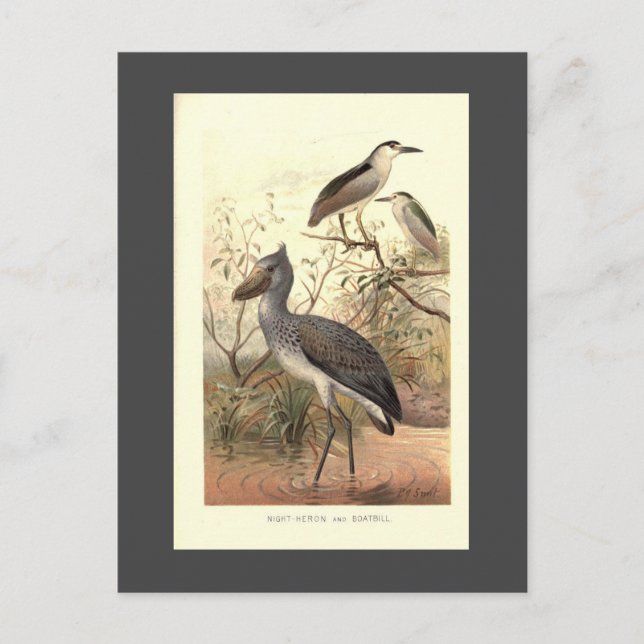 Cartão Postal Leão de calçado do navio de ilustração de aves da  (Frente)