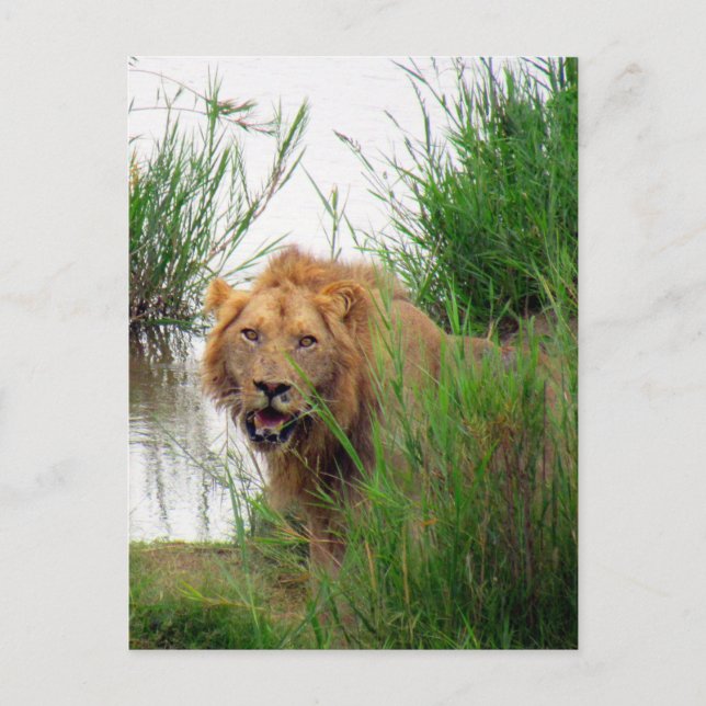Cartão Postal leão de kruger (Frente)