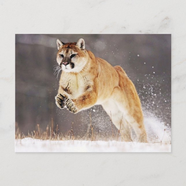 Cartão Postal Leão de Montanha (Cougar) (Frente)