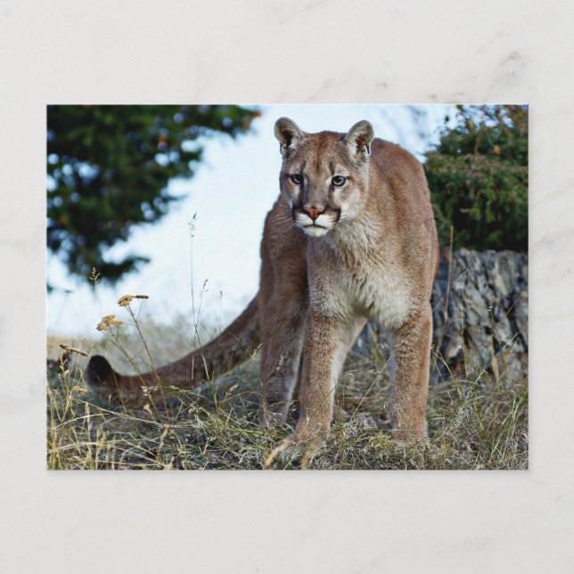 Cartão Postal Leão de Montanha na Montanha (Frente)