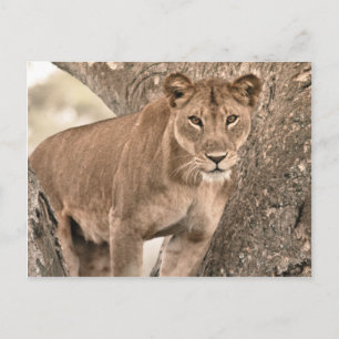 Cartão Postal Leão de trepadeiras, Uganda, África