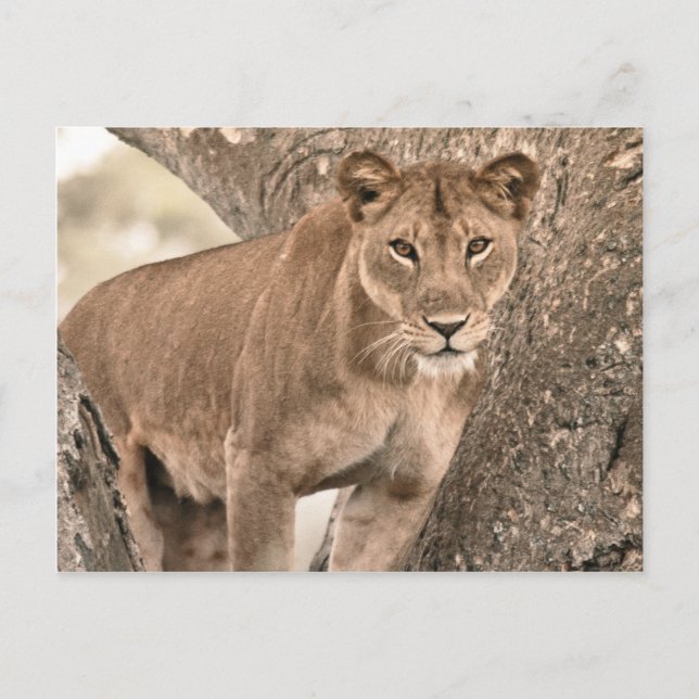 Cartão Postal Leão de trepadeiras, Uganda, África (Frente)