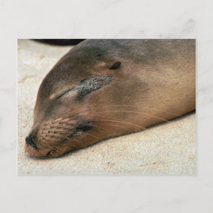 Cartão Postal Leão do Mar de Galápagos