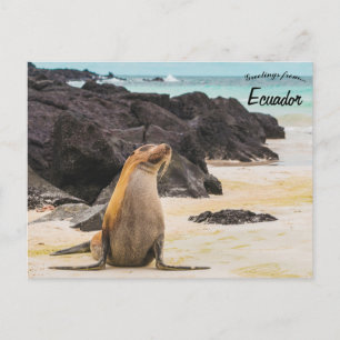 Cartão Postal Leão-do-mar nas Ilhas Galápagos no Equador