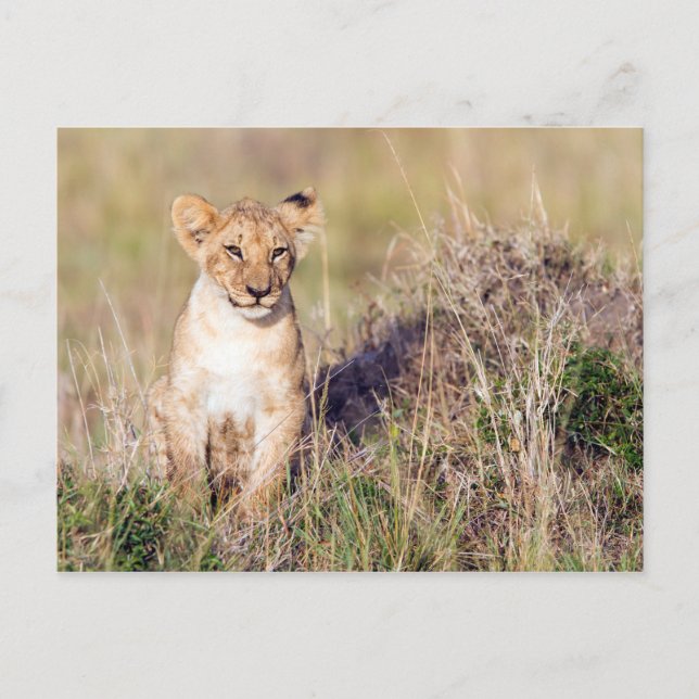 Cartão Postal Leão jovem (Frente)