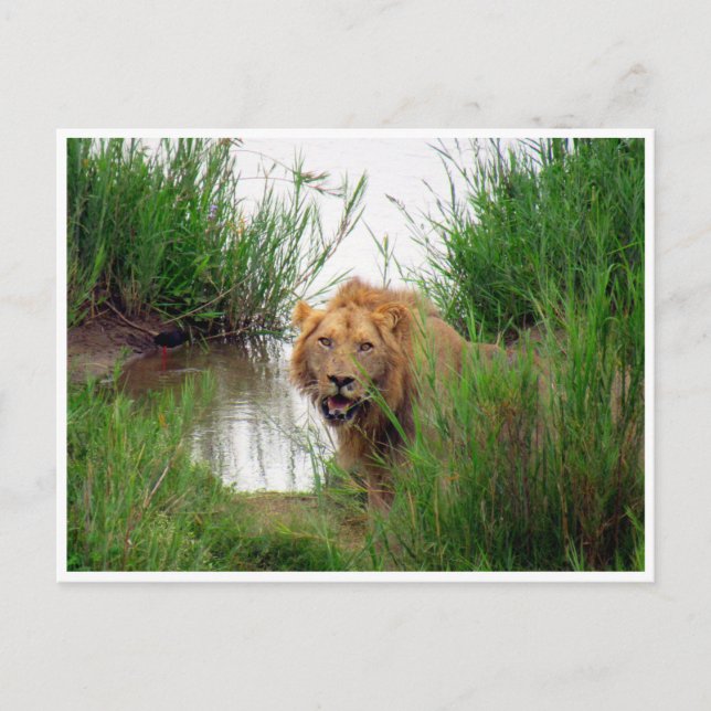 Cartão Postal Leão Kruger (Frente)