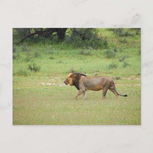 Cartão Postal leão macho ambulante, Panthera leo, Kgalagadi (Frente)