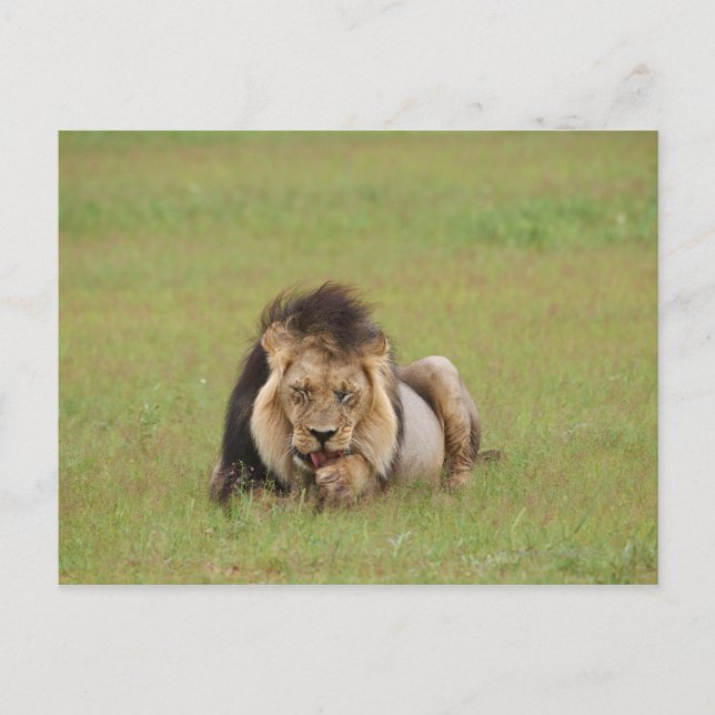 Cartão Postal Leão macho, Panthera leo, se limpando. (Frente)