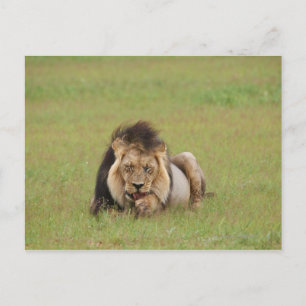 Cartão Postal Leão macho, Panthera leo, se limpando.