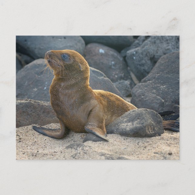 Cartão Postal Leão-marinho-das-galápagos (Frente)