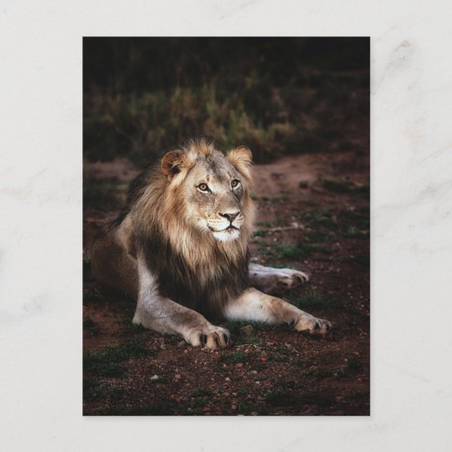Cartão Postal Leão na Fotografia Postcrossing Selvagem (Frente)