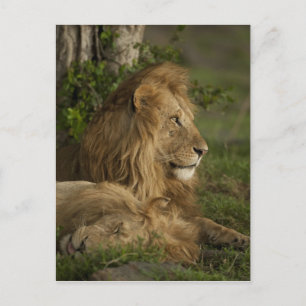 Cartão Postal Leão, Panthera leo, Lower Mara, Masai Mara GR,