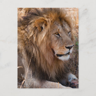 Cartão Postal Leão Reserva Nacional Maasai Mara, Quênia