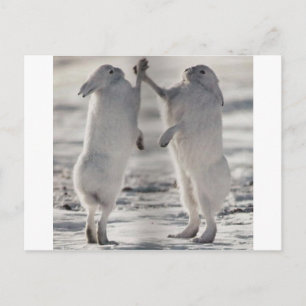 Cartão Postal lebre ártica coelho bunny animal inverno congelado