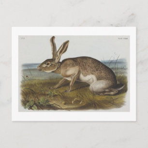 Cartão Postal Lebre texiana de Audubon