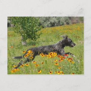 Cartão Postal Lebréu Correndo Através de um Campo de Flores - Ca