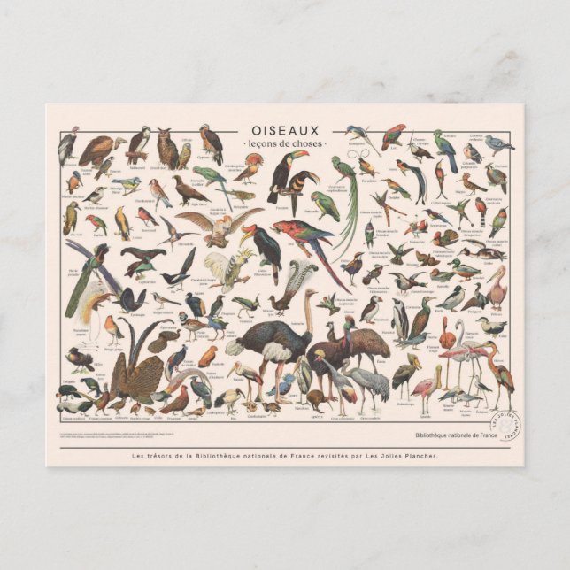 Cartão Postal Leçons de choses les oiseaux (Frente)