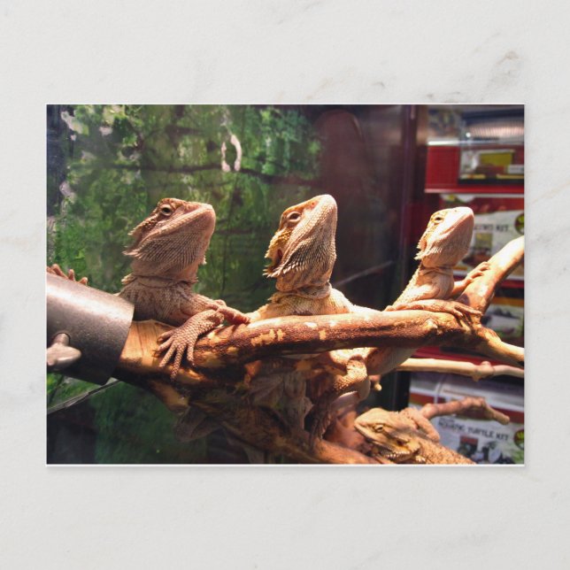 Cartão Postal Leezard Trio (Frente)