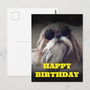 Cartão Postal Legal Shih Tzu cabelo comprido Foto vintage de ani