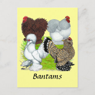 Cartão Postal Legenda de Bantams Feather