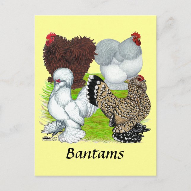 Cartão Postal Legenda de Bantams Feather (Frente)