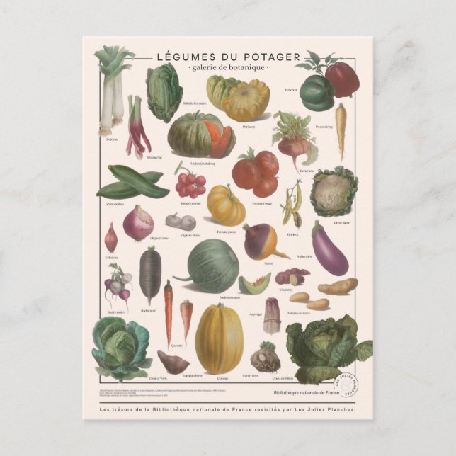Cartão Postal Legumes de ilustração (Frente)