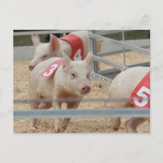 Cartão Postal Leitão cor-de-rosa-porco número três