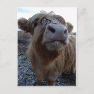 Cartão Postal leite?