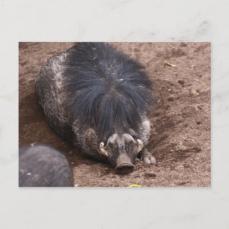 Cartão Postal Leite