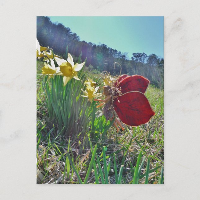 Cartão Postal Leite e flores amarelas (Frente)