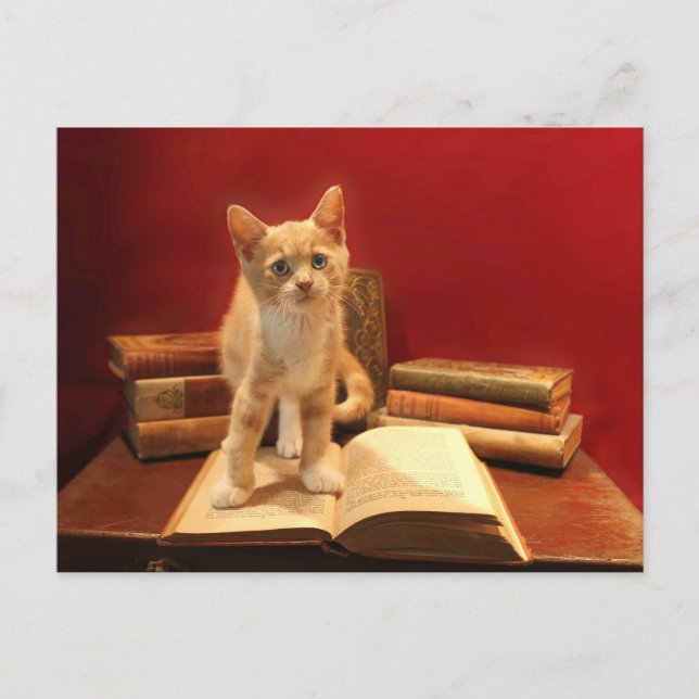 Cartão Postal Leitura de Gato Permanecendo em livros Pós-cruzame (Frente)