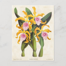 Cartão Postal Lélia, cor-de-rosa, orquídea botânica