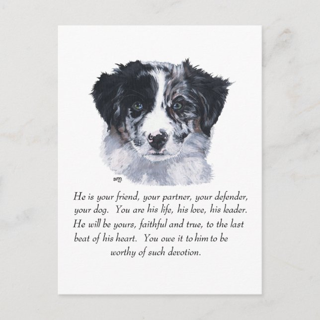 Cartão Postal Lembranças de Border Collie (Frente)