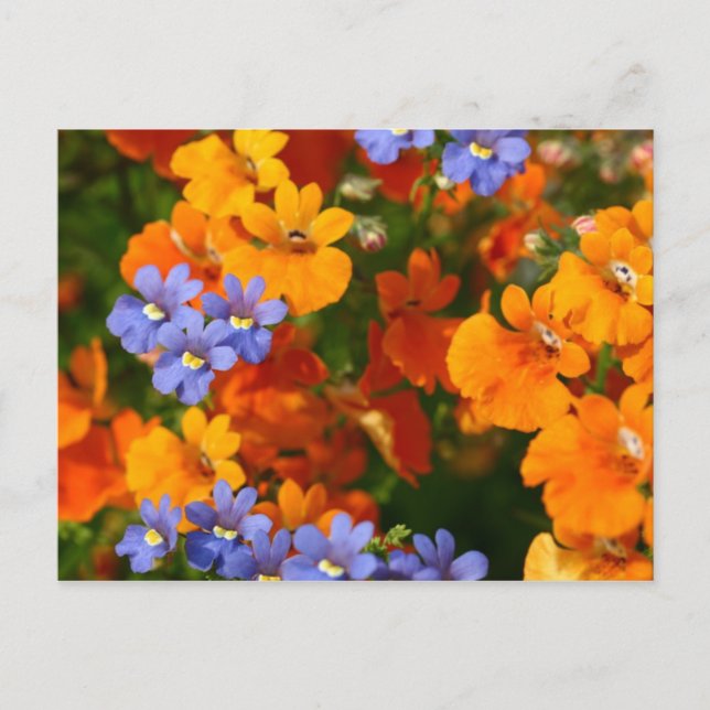 Cartão Postal Lembrete da Primavera (Frente)