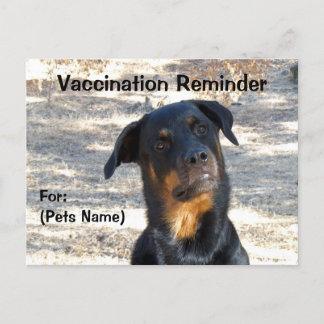Cartão Postal Lembrete da Vacinação Rottweiler Cartão-postal