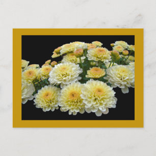 Cartão Postal Lemon Meringue Chrysanthemums