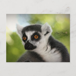 Cartão Postal Lemur
