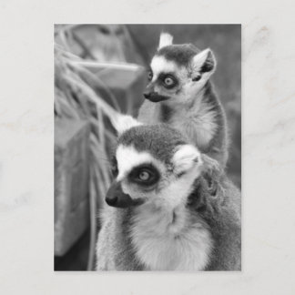 Cartão Postal lemur Anel-atado com o bebê preto e branco