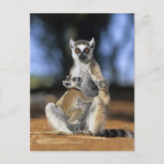 Cartão Postal Lêmure-de-cauda-anelada, (Lemur catta), Mãe e (Frente)