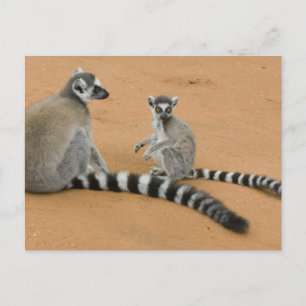Cartão Postal Lêmures-de-cauda-anelada, (Lemur catta), Berenty