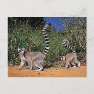 Cartão Postal Lêmures-de-cauda-anelada (Lemur Catta), Berenty