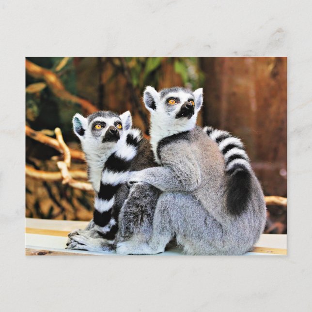 Cartão Postal Lemurs adoráveis (Frente)