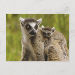 Cartão Postal lemurs Anel-atados (catta) do Lemur mãe & bebê