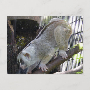 Cartão Postal Lenta Loris Desce Ramificação No Zoológico