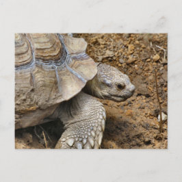 Cartão Postal Lento